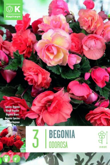 Begonia Scented Cascade Odorosa