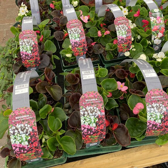 Begonia Semp Bronze and Green Leaf Mix 6pk