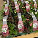 Begonia Semp Bronze and Green Leaf Mix 6pk