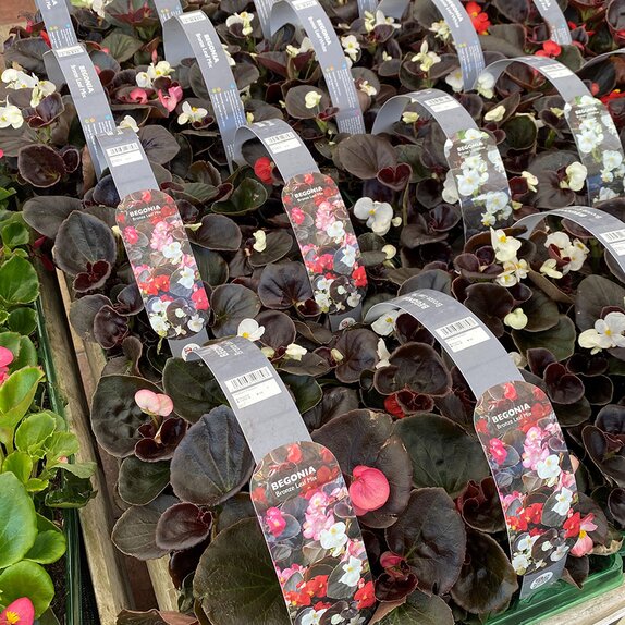 Begonia semp Bronze Leaf Mix 6pk