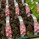 Begonia semp Bronze Leaf Pink 6pk