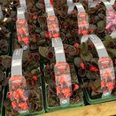 Begonia semp Bronze Leaf Scarlet 6pk
