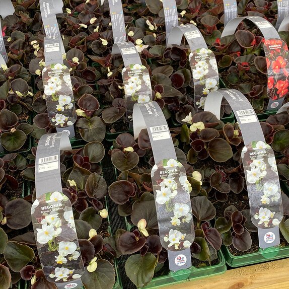 Begonia semp Bronze Leaf White 6pk