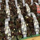Begonia semp Bronze Leaf White 6pk