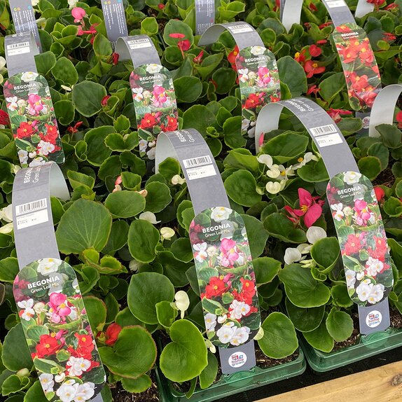 Begonia semp Green Leaf Mix 6pk