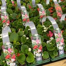 Begonia semp Green Leaf Mix 6pk