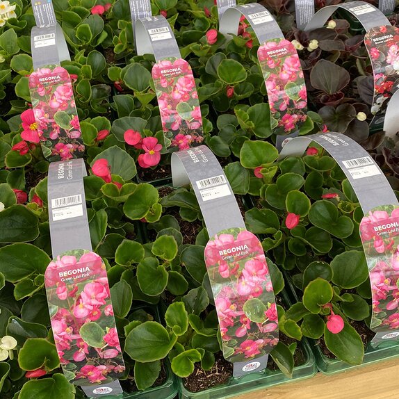 Begonia semp Green Leaf Pink 6 pk