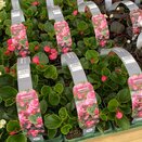 Begonia semp Green Leaf Pink 6 pk