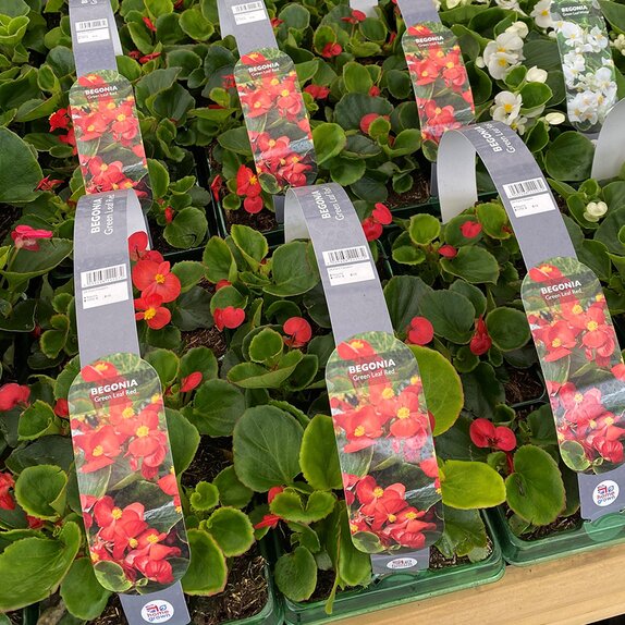 Begonia semp Green Leaf Scarlet 6pk