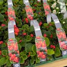 Begonia semp Green Leaf Scarlet 6pk