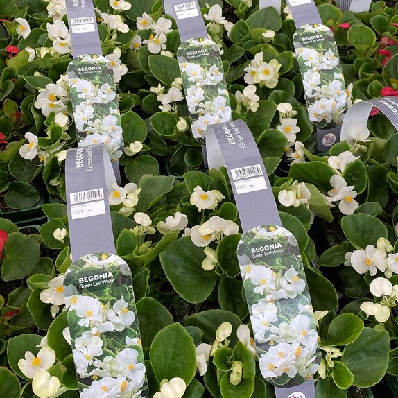 Begonia semp Green Leaf White 6pk