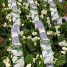 Begonia semp Green Leaf White 6pk