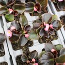 Begonia semperflorens Bronze Pink 6 pack