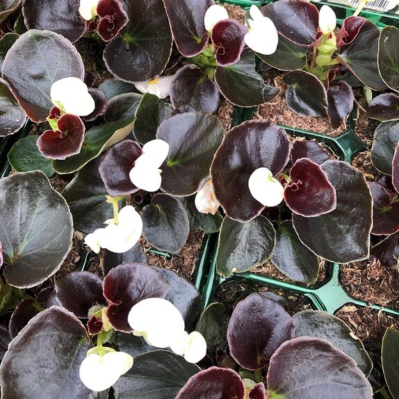 Begonia semperflorens Bronze White 6 pack