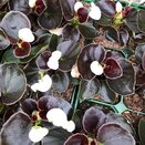 Begonia semperflorens Bronze White 6 pack