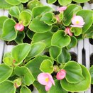 Begonia semperflorens Green Pink 6 pack