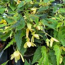Begonia Starshine Calypso 1 litre pot