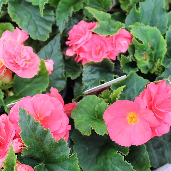 Begonia Tuberous Pink 