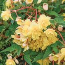 Begonia Tuberous Trailing Lemon 10.5cm pot