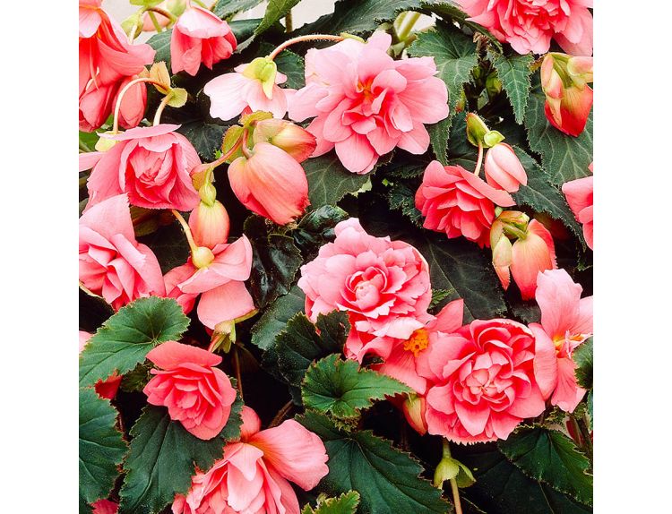 Begonia Tuberous Trailing Rose