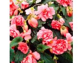 Begonia Tuberous Trailing Rose