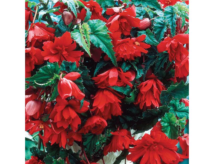 Begonia Tuberous Trailing Scarlet