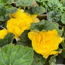 Begonia Tuberous - Yellow