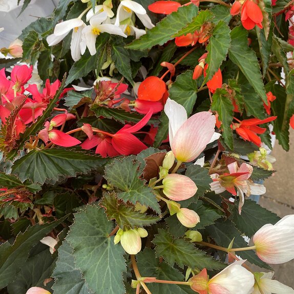Begonia Waterfall Dreams Mix 1.5 Litre Pot - image 1