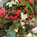 Begonia Waterfall Dreams Mix 1.5 Litre Pot