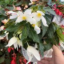 Begonia Waterfall Dreams Mix 1.5 Litre Pot - image 2