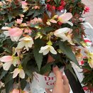 Begonia Waterfall Dreams Mix 1.5 Litre Pot - image 3