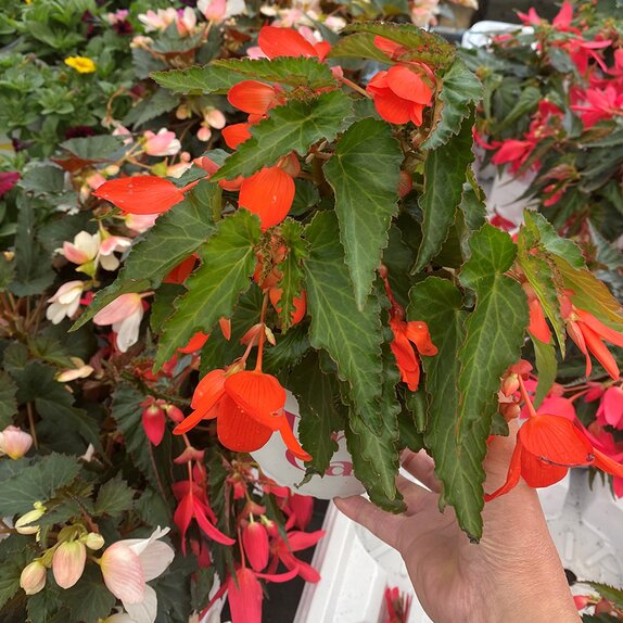 Begonia Waterfall Dreams Mix 1.5 Litre Pot - image 4