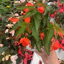 Begonia Waterfall Dreams Mix 1.5 Litre Pot - image 4