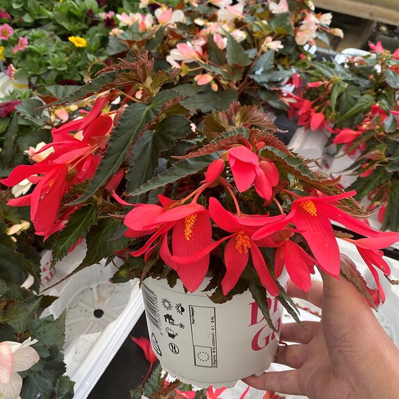 Begonia Waterfall Dreams Mix 1.5 Litre Pot - image 5