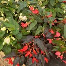 Begonia Waterfall Mix 
