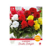 Begonias