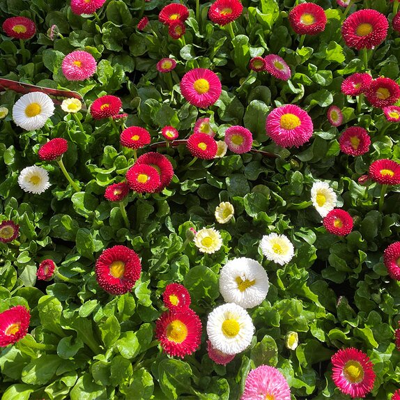 Bellis BellaDaisy Mix jumbo 6pk