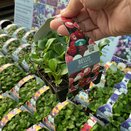 Bellis Bellissima Mix 20 pack