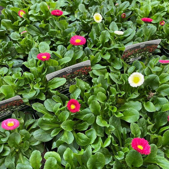 Bellis Mixed - image 2