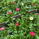 Bellis Mixed - image 2