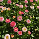 Bellis Planet Strawberry and Cream jumbo 6pk