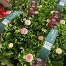 Bellis Planet Strawberry and Cream jumbo 6pk - image 2