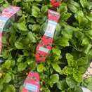 Bellis Red 6pk