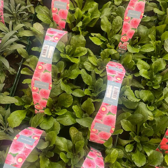 Bellis Rose 6pk