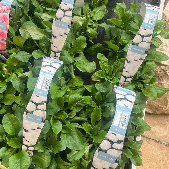 Bellis White 6pk