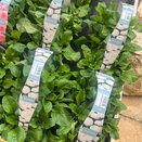 Bellis White 6pk