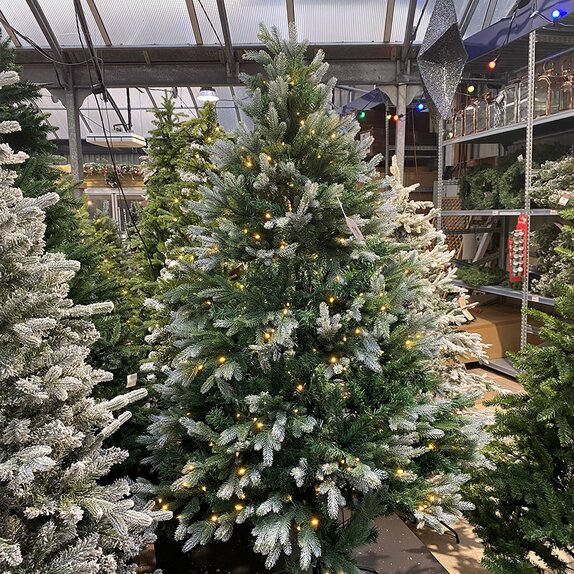 Belvedere Frosted Pine Prelit 1.8m