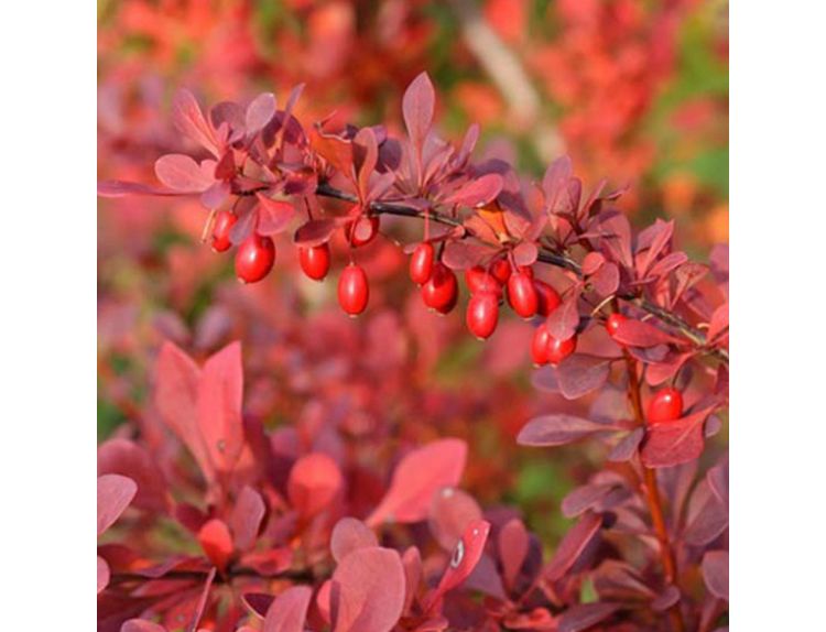 Berberis thunbergii Atropurpurea Nana - image 2