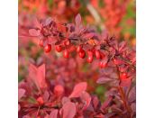 Berberis thunbergii Atropurpurea Nana - image 2