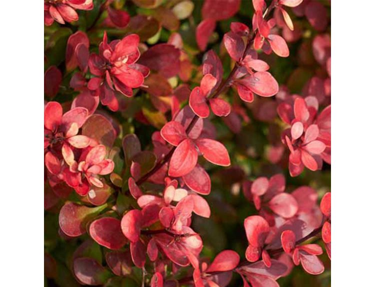Berberis thunbergii Atropurpurea Nana - image 1